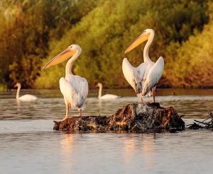 Pelicani in Delta Dunarii la Gura Portitei