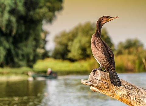 Birdwatching in Delta Dunarii